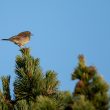 Pipit Farlouse